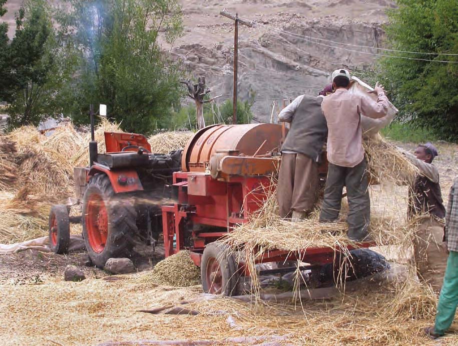 Harvest in Alchi