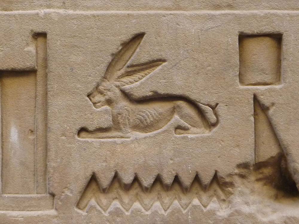 Stony faced Egyptian hare